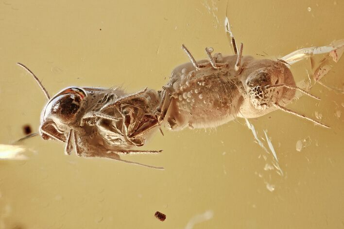 Four Fossil Springtails (Collembola) in Baltic Amber #325300